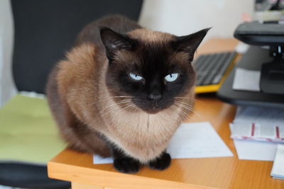 Portrait of cat on table