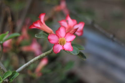 Close-up of pink flowering plant