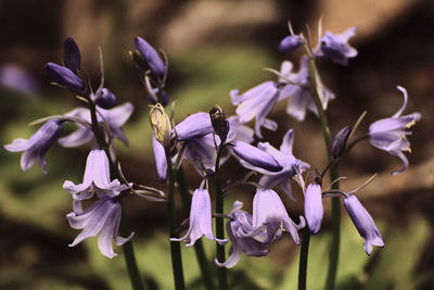 Close-up of purple flowers