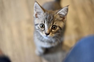 Portrait of tabby cat