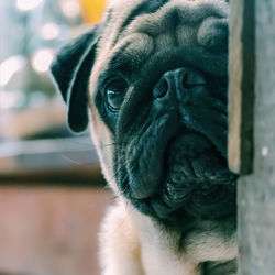 Close-up portrait of a dog