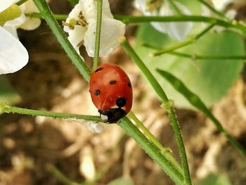 Close-up of ladybug on plant