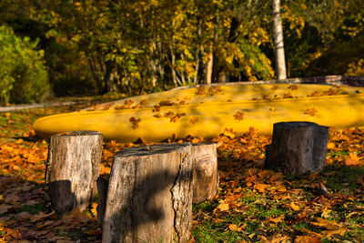 Wooden posts on tree stump in forest