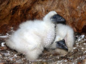 Close up of sleeping cat