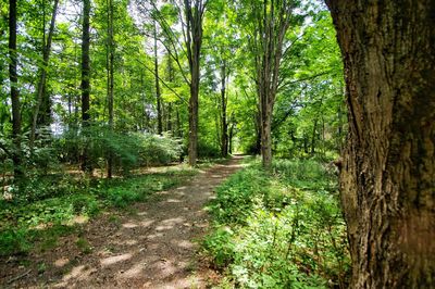 Footpath amidst trees in forest