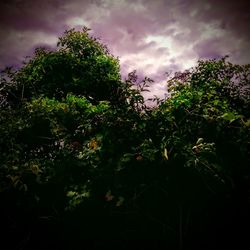 Low angle view of trees against sky