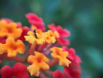Close-up of bee on red flower