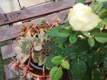 High angle view of succulent plant