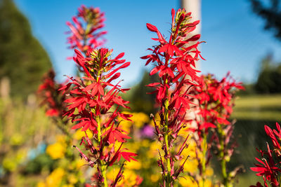 Close-up of red flowering plant