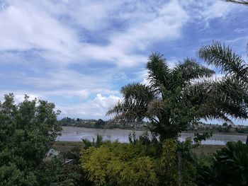 Low angle view of palm trees against sky