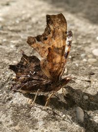 Close-up of insect