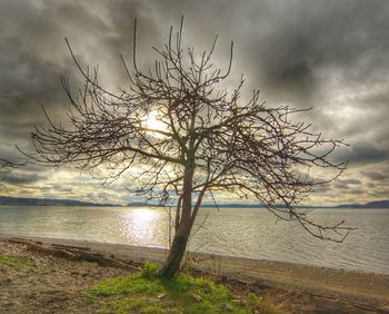 Bare tree by sea against sky