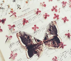 High angle view of butterfly on table