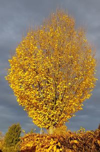 Yellow flowering plant against sky during autumn