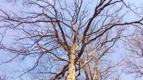 Low angle view of bare tree against sky