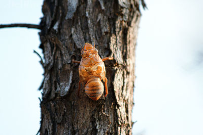 Close-up of a tree trunk