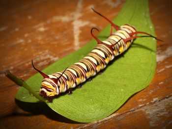 Close-up of grasshopper on leaf