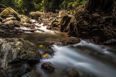 Scenic view of waterfall in forest