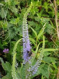 Close-up of bee pollinating on purple flower