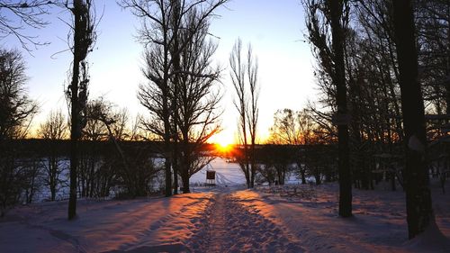 Sun shining through trees
