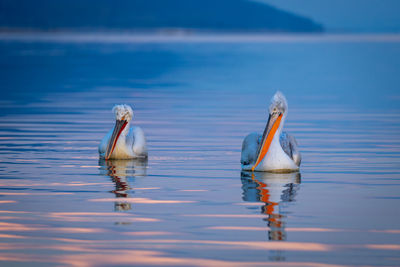 Birds in lake