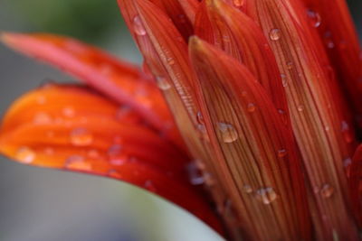 Close-up of wet red lily