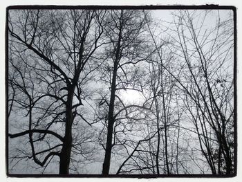 Low angle view of bare trees against sky