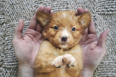 Man holding cute puppy in palms of hands. cute nova scotia duck tolling retriever looking at camera