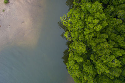 High angle view of tree by lake