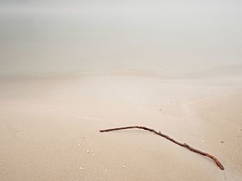 Aerial view of sand on beach. moody colors ov wet sand in bay with broken branch