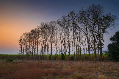 Trees on field against sky at sunset