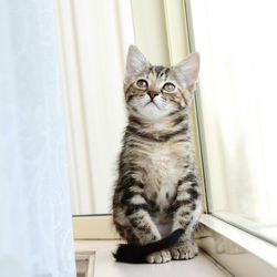 Portrait of cat sitting on window