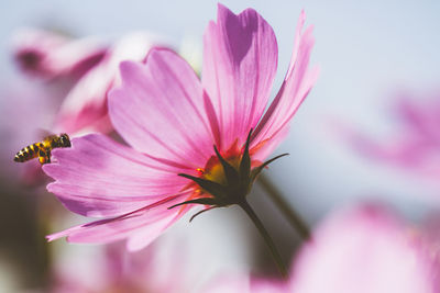 Close-up of pink flower