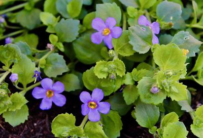 High angle view of purple flowering plants