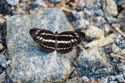 Close-up of butterfly on rock