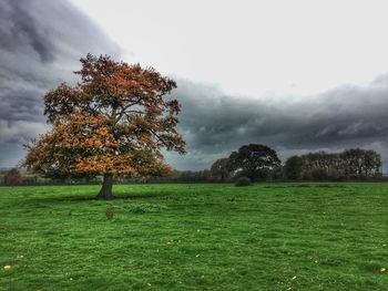 Tree on field against sky