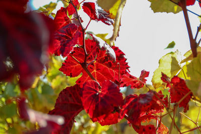 Close-up of red flowering plant during autumn