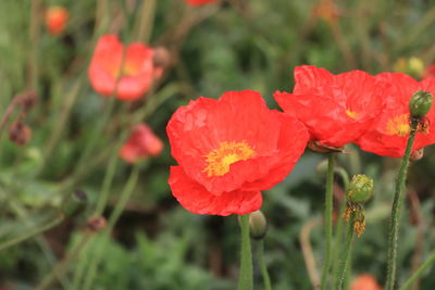 Close-up of red flowering plant