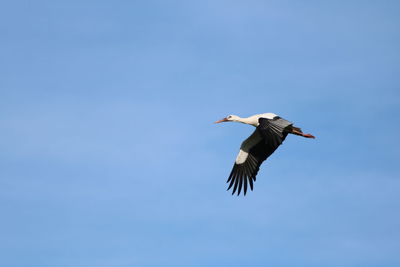 Low angle view of a bird flying