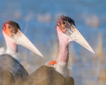 Close-up of birds against the lake