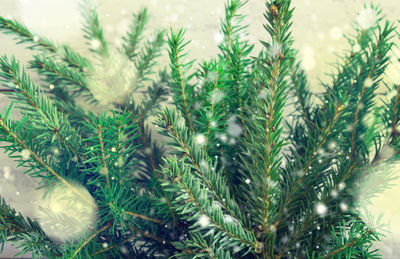 Natural spruce branches with drawing falling snow