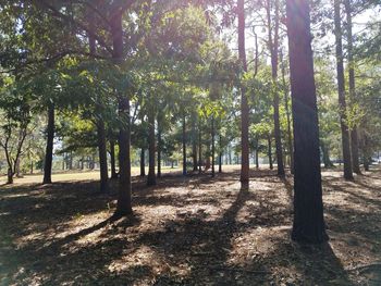 Trees in forest