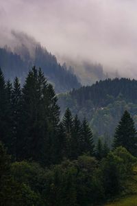 Pine trees in forest against foggy sky