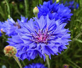 Close-up of purple coneflower blue flower