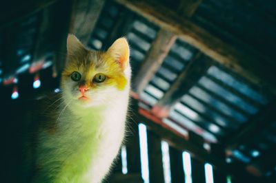 Portrait of cat looking at camera