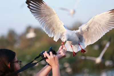 Low angle view of seagull flying