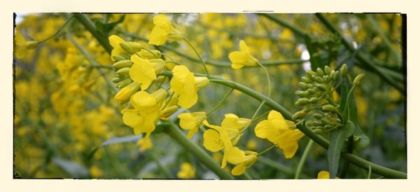 Close-up of yellow flowers