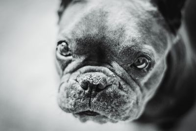 Close-up portrait of dog