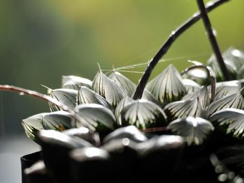 Close-up of white flowers leaves