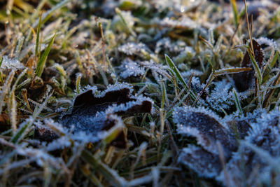 Close-up of ice on field